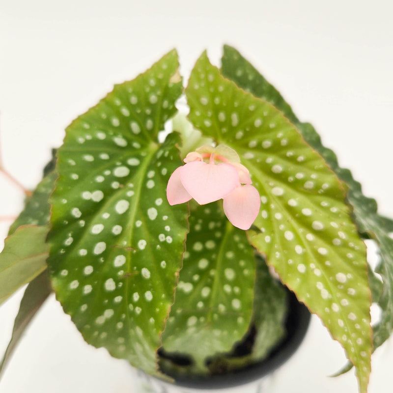 leafjoy littles Bold Belles Dappled Morning Bold Belles Dappled Morning Angel Wing Begonia up close.