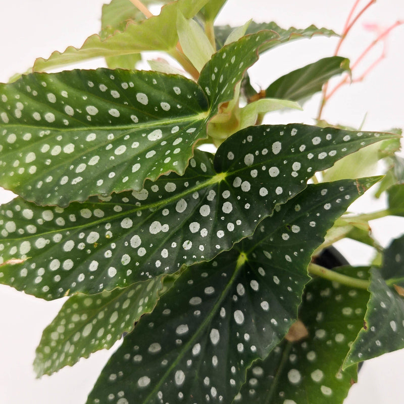 leafjoy littles Bold Belles Dappled Morning Bold Belles Dappled Morning Angel Wing Begonia up close.