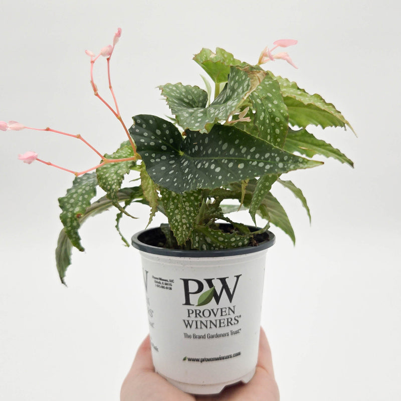 leafjoy littles Bold Belles Dappled Morning Bold Belles Dappled Morning Angel Wing Begonia in use.