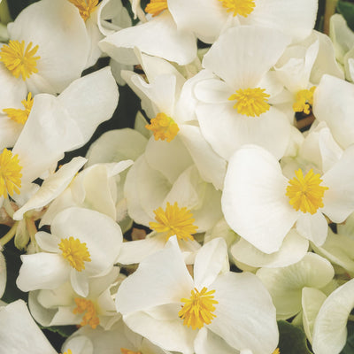 Surefire® White Begonia (benariensis)