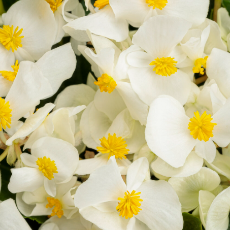 Surefire White Begonia up close.