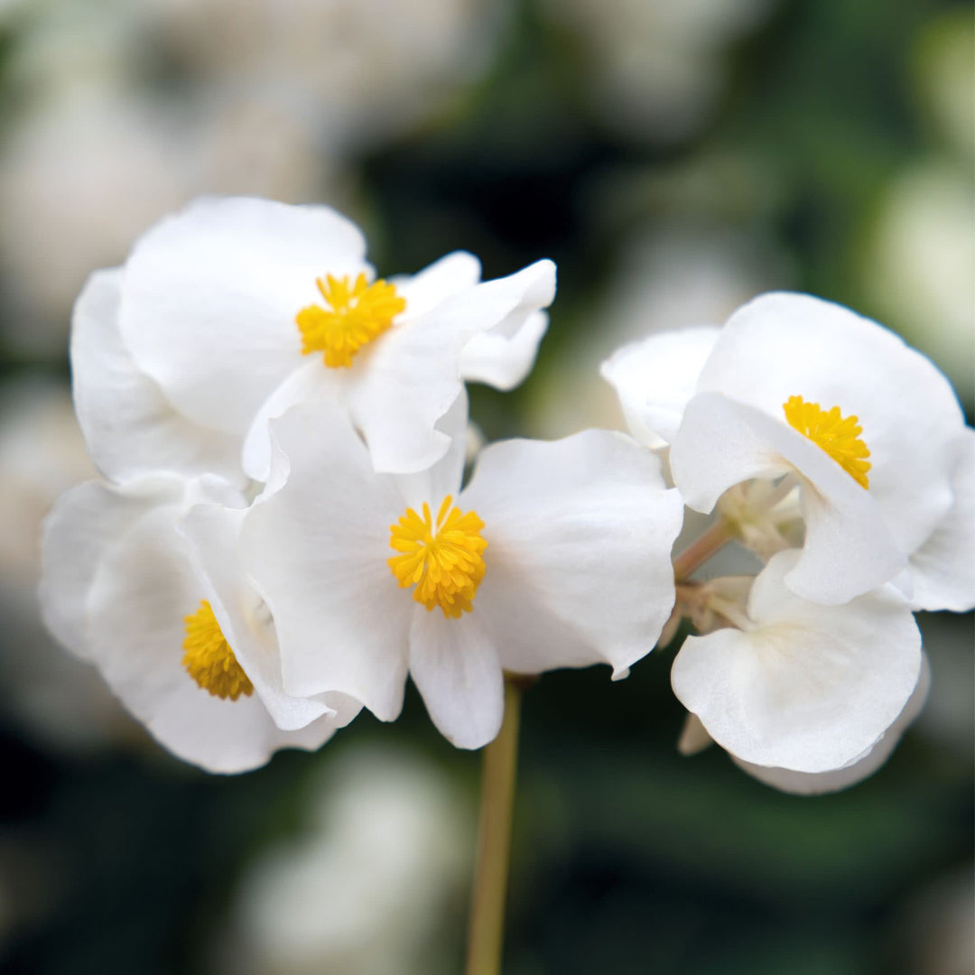 Begonia | Surefire® White | Proven Winners® Annuals – Proven