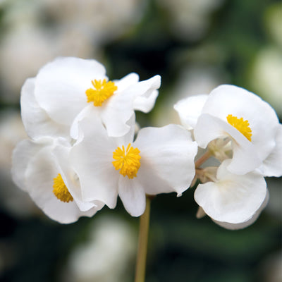 Surefire® White Begonia (benariensis)