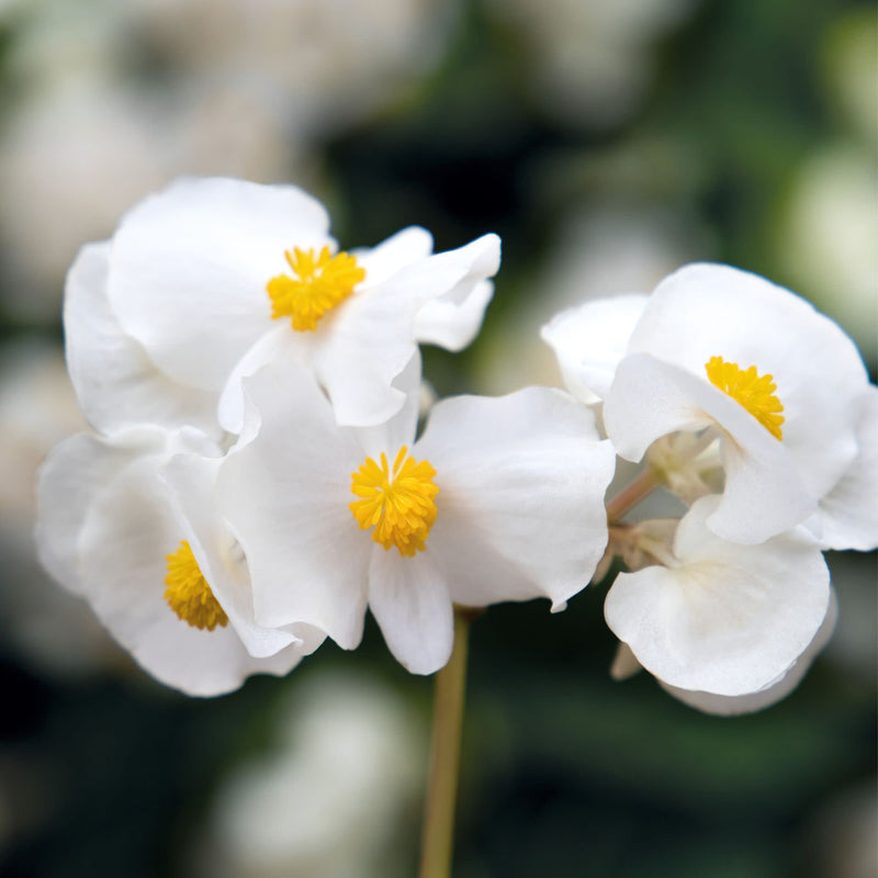 Surefire® White Begonia (benariensis)