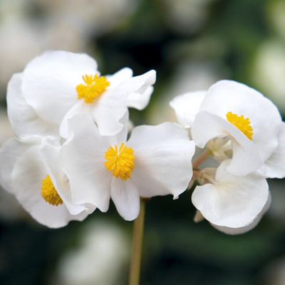 Surefire White Begonia up close.