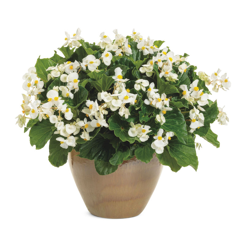 Surefire® White Begonia (benariensis)