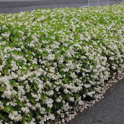 Surefire White Begonia in focus.