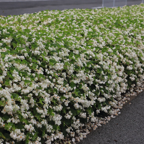 Surefire White Begonia in focus.