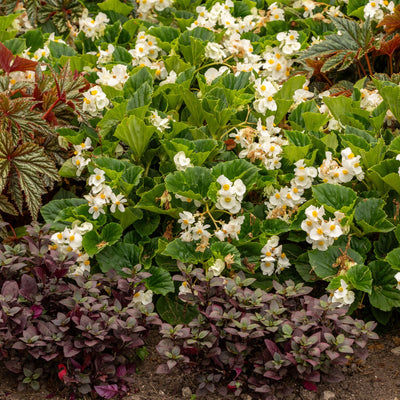 Surefire® White Begonia (benariensis)