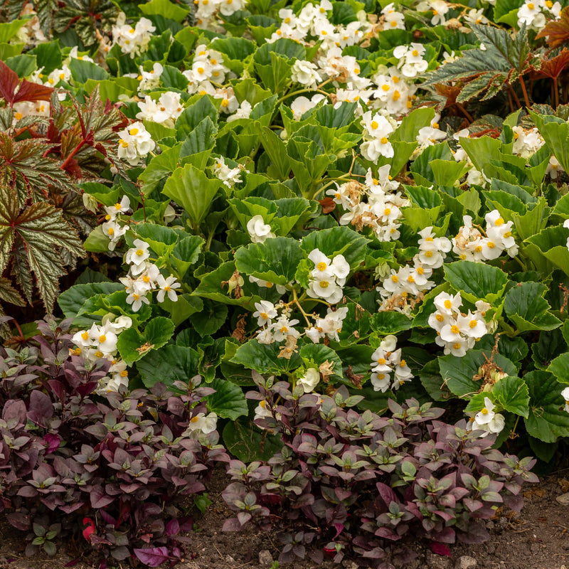 Surefire® White Begonia (benariensis)