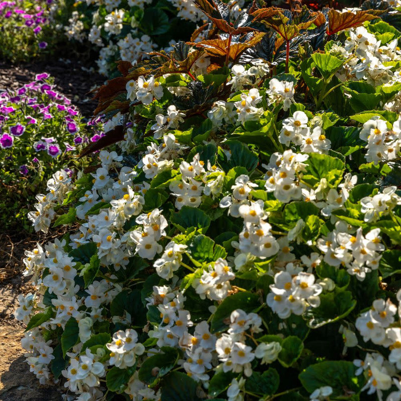 Surefire® White Begonia (Begonia benariensis)