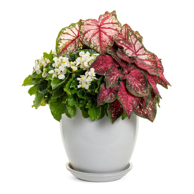 Surefire® White Begonia (benariensis)