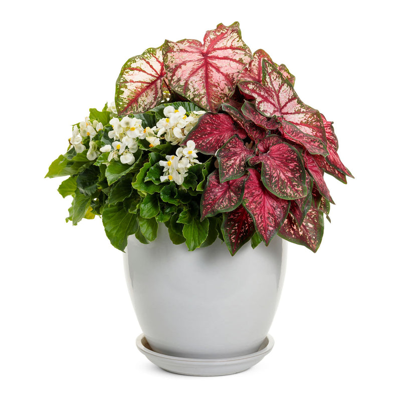 Surefire® White Begonia (benariensis)