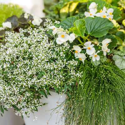 Surefire® White Begonia (benariensis)