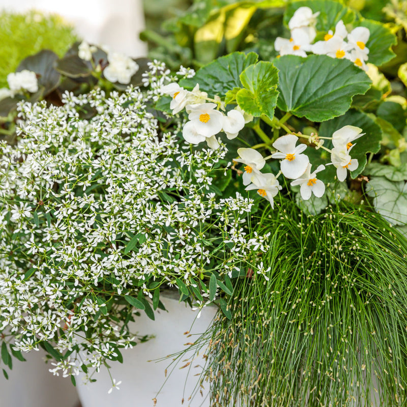 Surefire® White Begonia (benariensis)