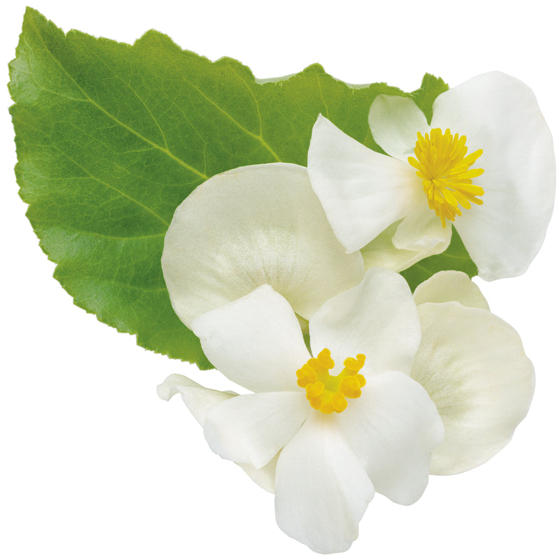 Surefire® White Begonia (Begonia benariensis)