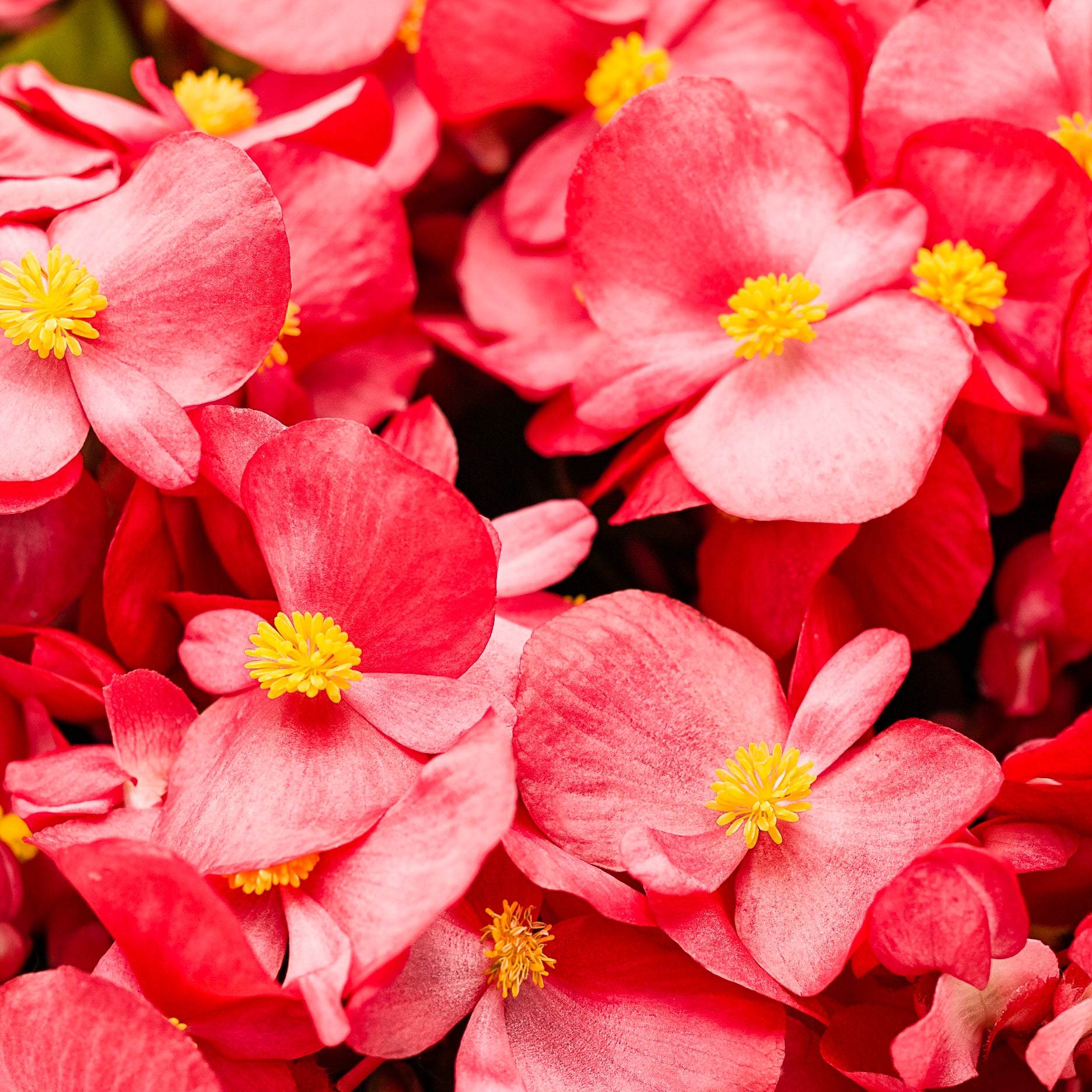 Begonia | Surefire® Red | Proven Winners® Annuals – Proven Winners