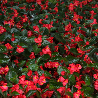 Surefire Red Surefire Red Begonia up close.