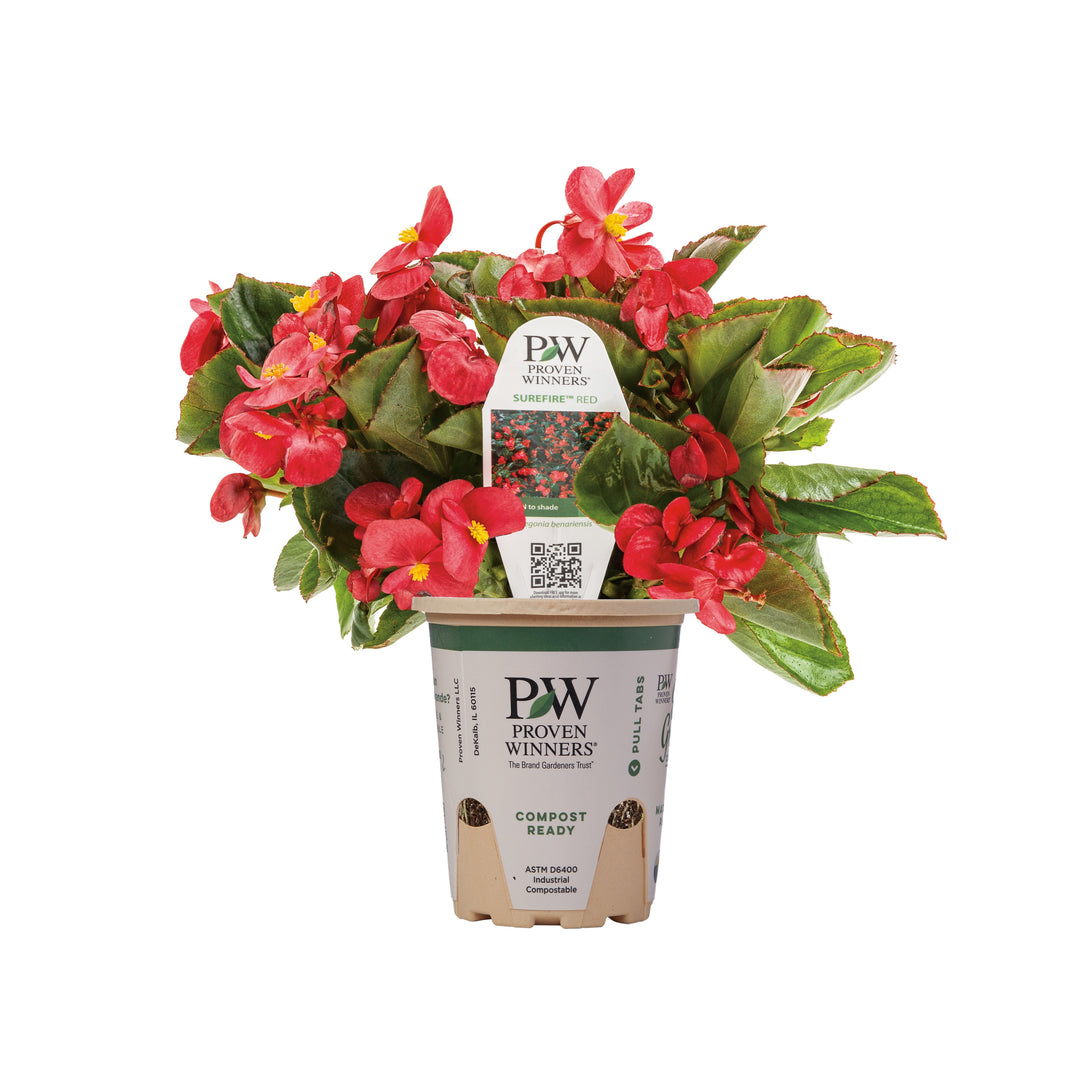 Begonia | Surefire® Red | Proven Winners® Annuals – Proven Winners