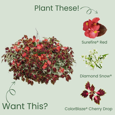 Surefire® Red Begonia (Begonia benariensis)