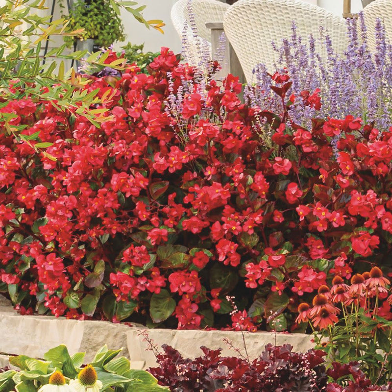 Surefire® Red Begonia (Begonia benariensis)