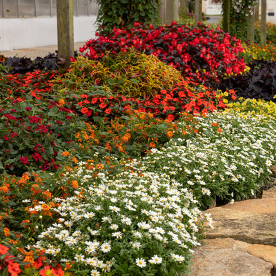 Surefire® Red Begonia in use.