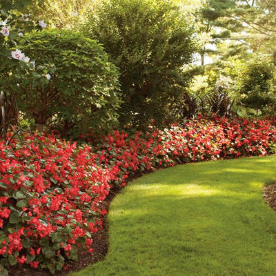 Surefire Red Begonia in use.