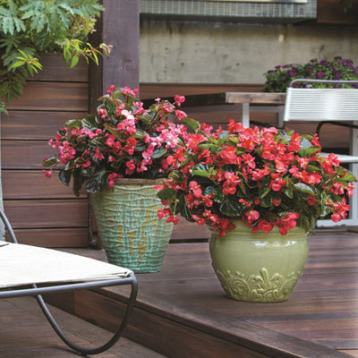 Surefire® Red Begonia in use.