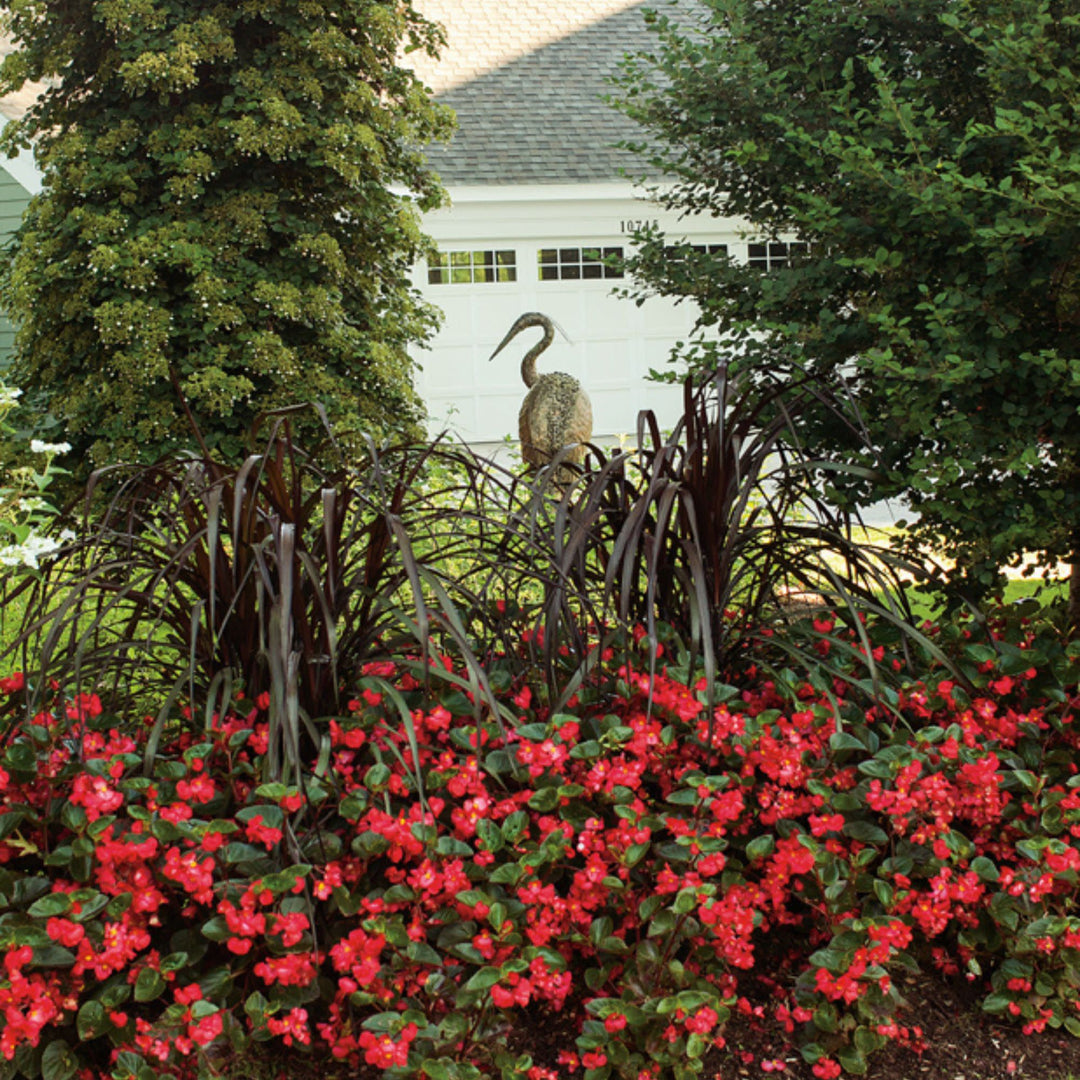 Begonia | Surefire® Red | Proven Winners® Annuals – Proven Winners