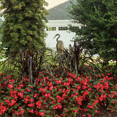 Surefire® Red Begonia (benariensis)