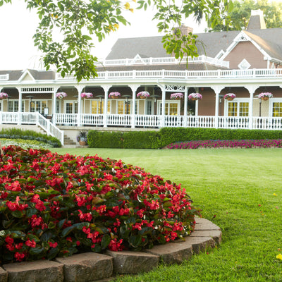 Surefire® Red Begonia (benariensis)