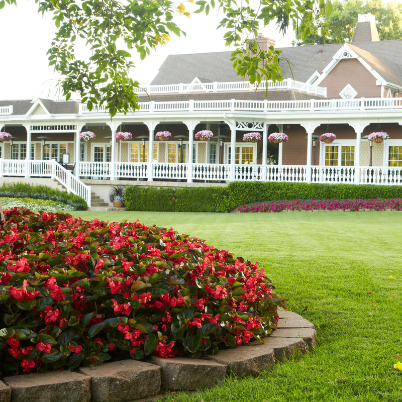 Surefire® Red Begonia (benariensis)