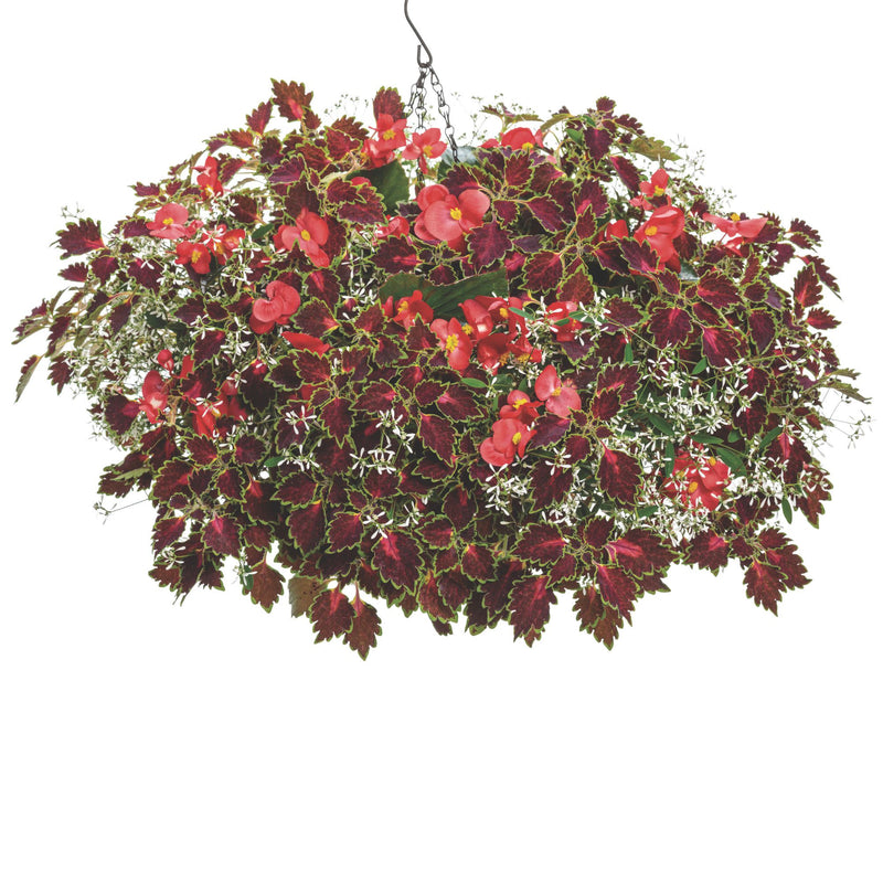 Surefire® Red Begonia (benariensis)