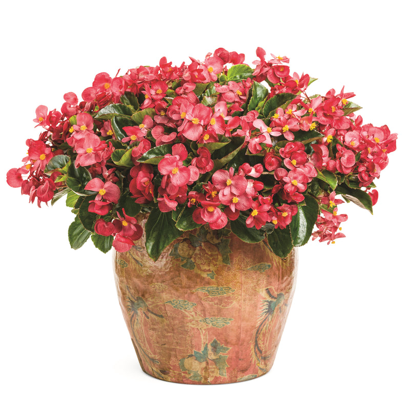 Surefire® Red Begonia in use.