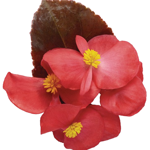 Surefire® Red Begonia (Begonia benariensis)