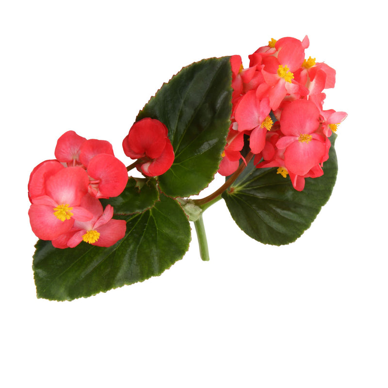 Surefire® Red Begonia (benariensis)
