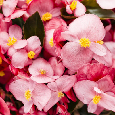 Surefire Rose Begonia up close.