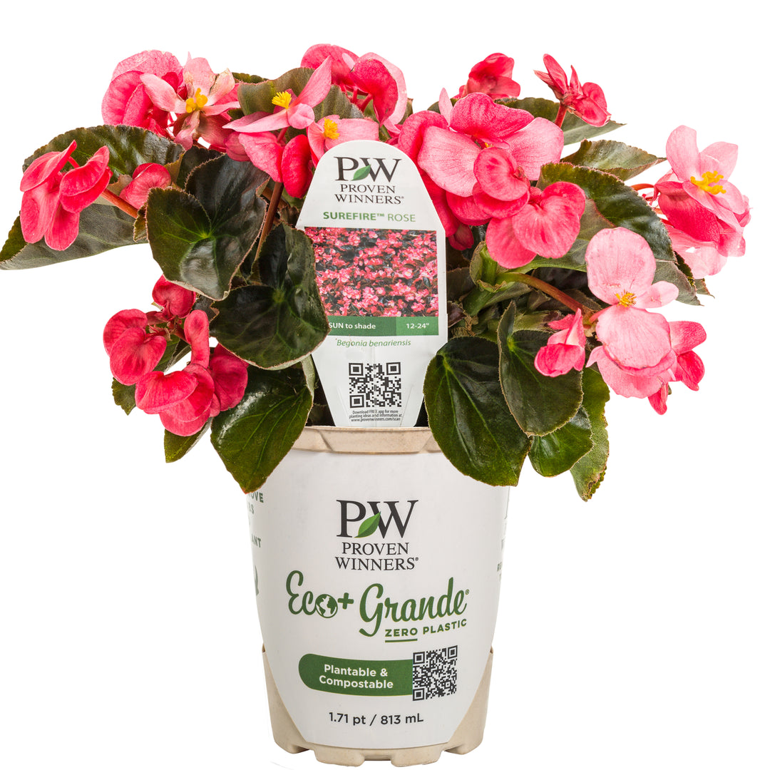 Begonia | Surefire® Rose | Proven Winners® Annuals – Proven