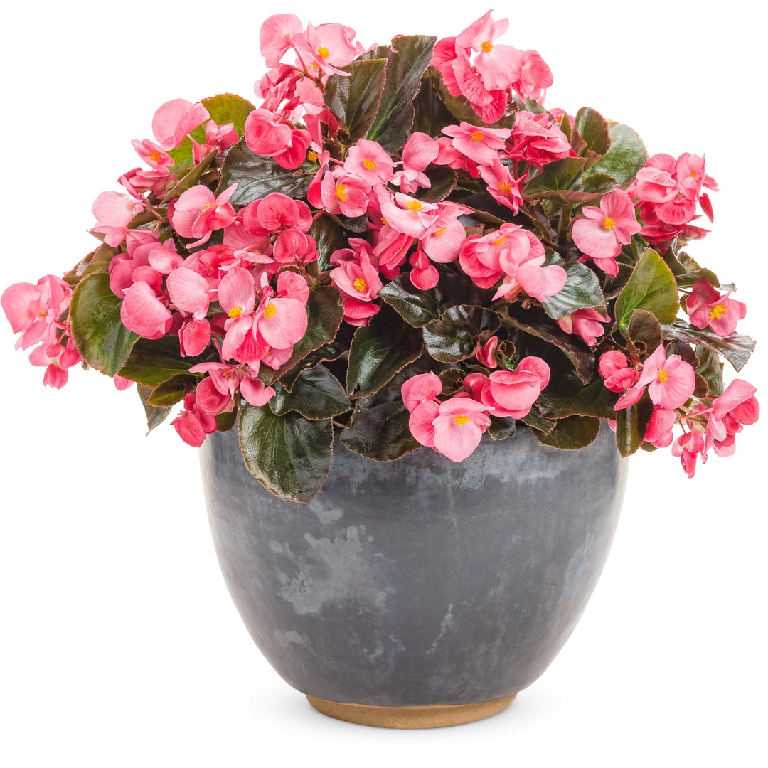 専用❣️Begonia Begonia | Surefire® Rose | Proven Winners® Annuals – Proven