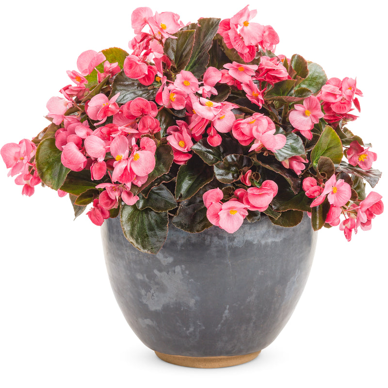 Surefire® Rose Begonia (Begonia benariensis)