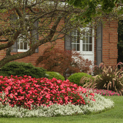 Surefire® Rose Begonia in use.