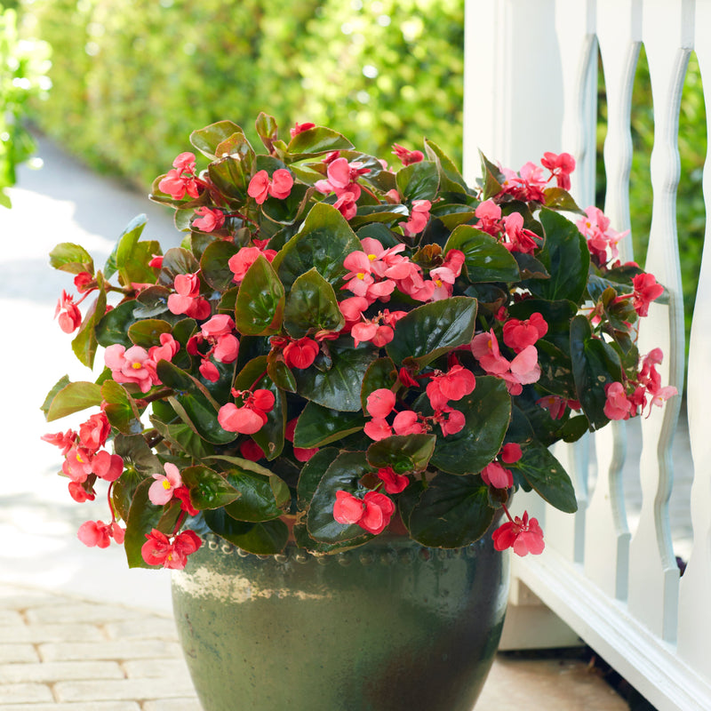 Surefire Rose Begonia in use.