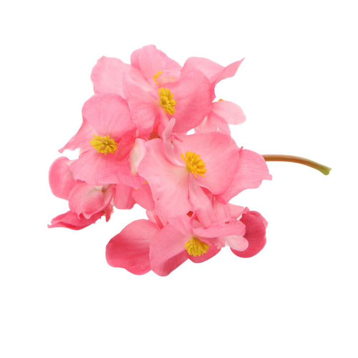 Surefire® Rose Begonia (benariensis)