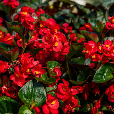 Surefire® Cherry Cordial™ Begonia (x hybrida)