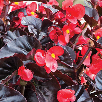 Surefire Cherry Cordial Begonia up close.