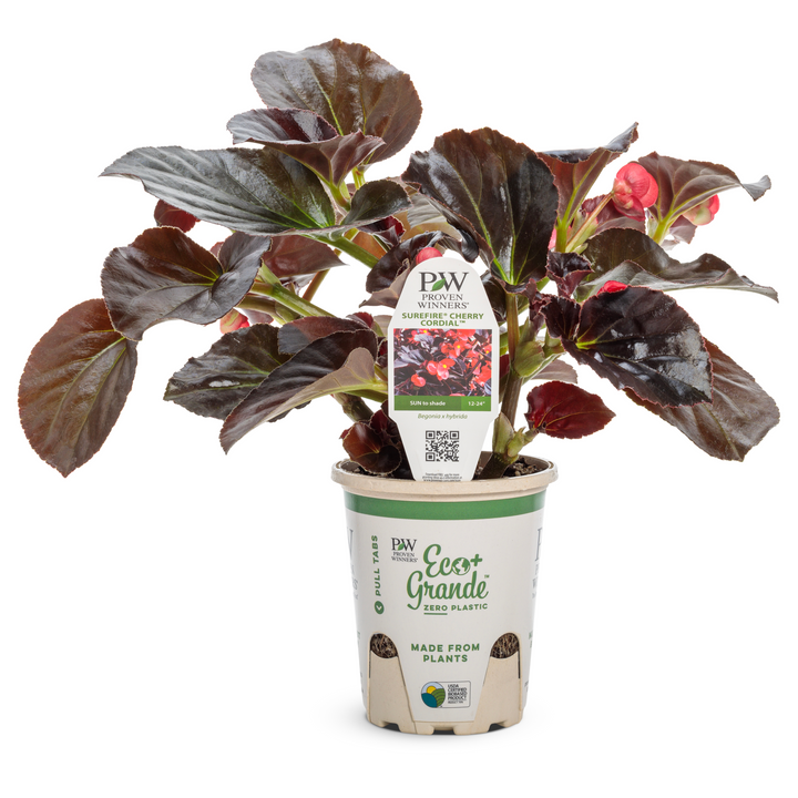 begonia house plants for sale Begonia | Surefire Cherry Cordial