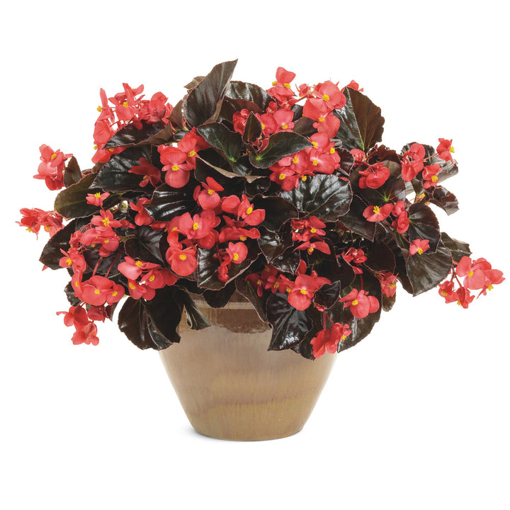 Begonia | Surefire® Cherry Cordial™ | Proven Winners® Annuals