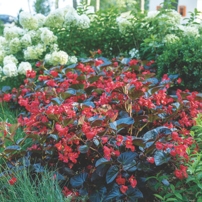 Surefire® Cherry Cordial™ Begonia (x hybrida)