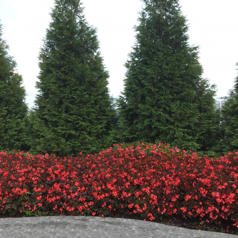 Surefire® Cherry Cordial™ Begonia (x hybrida)