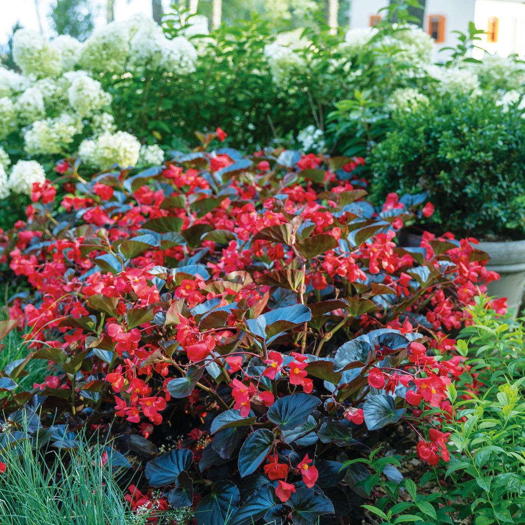 ABCホビー　グロリア Begonia | Surefire® Cherry Cordial™ | Proven Winners® Annuals